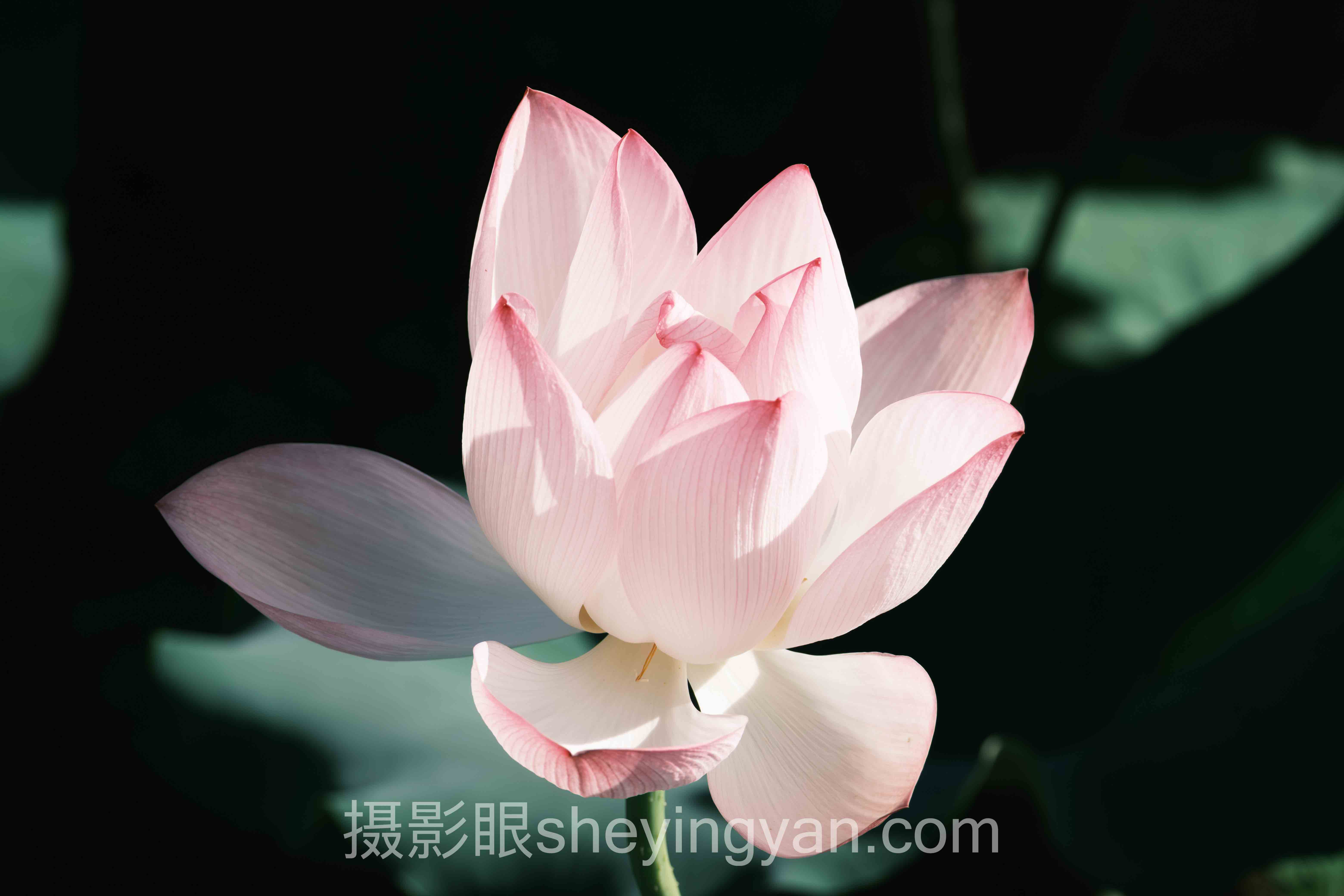 AI照片评分用户体验入门：从零搞懂打分逻辑