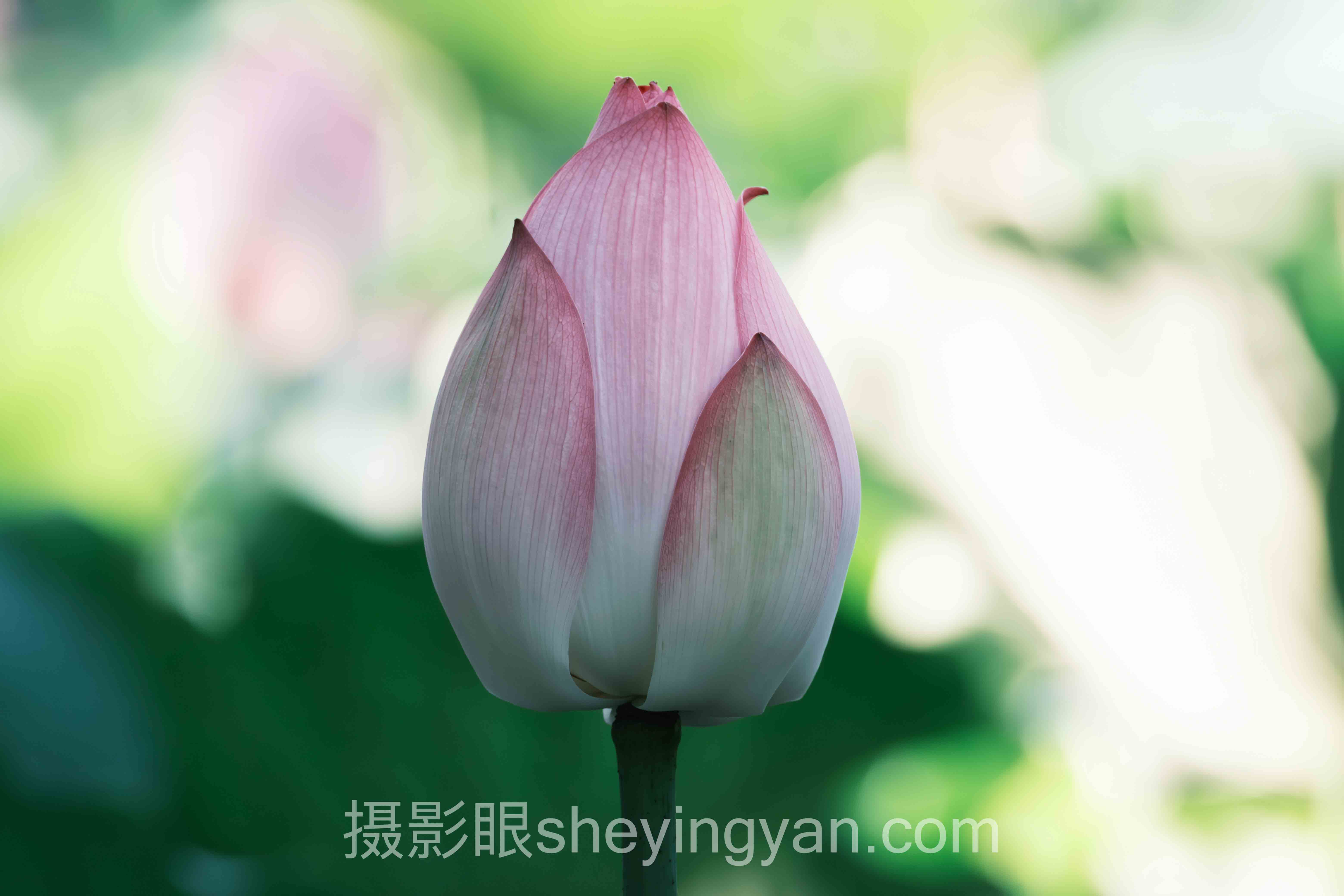 选照片点评平台不踩坑：5大维度对比指南