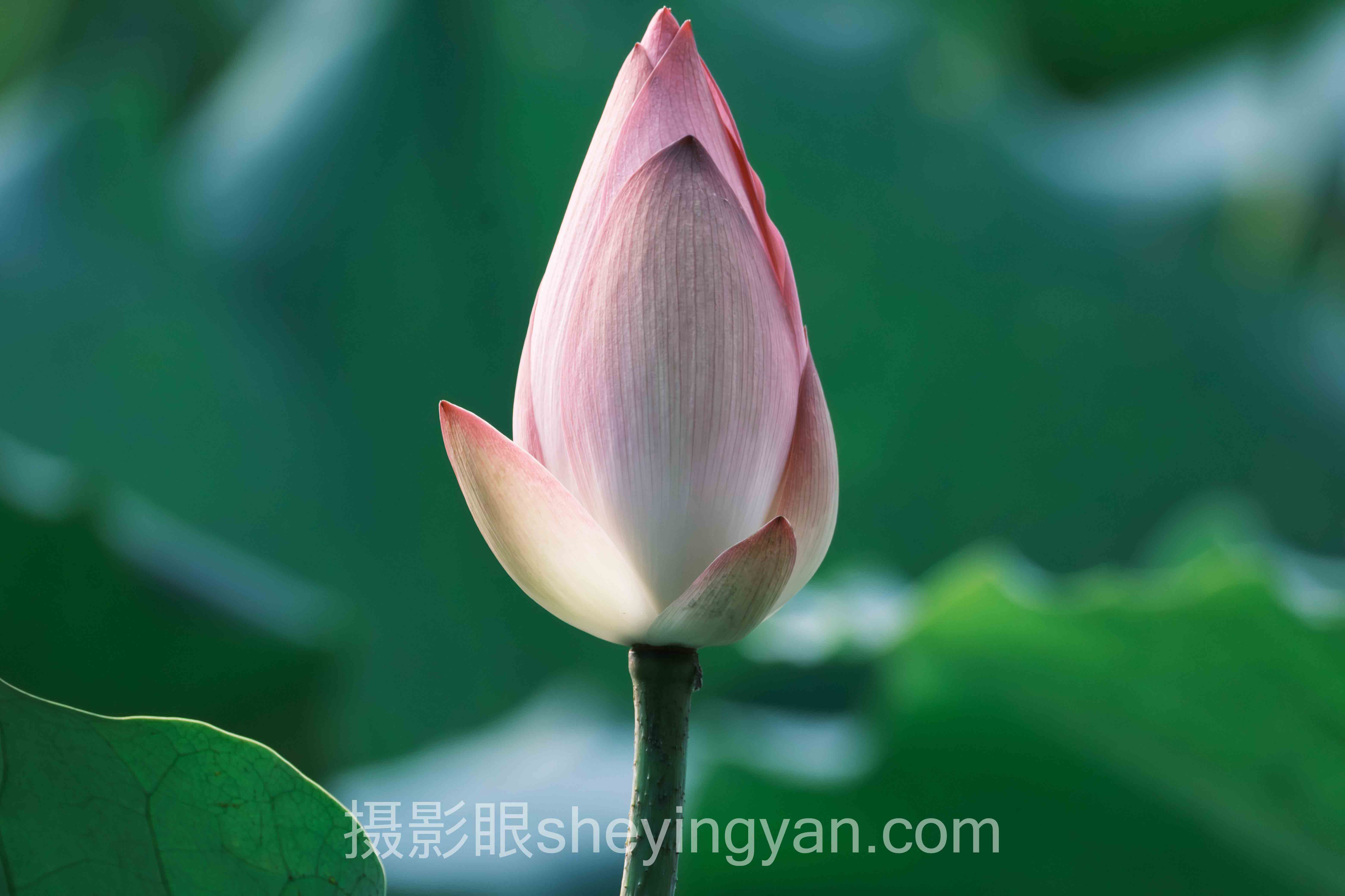 照片点评平台定焦怎么做？3个案例告诉你答案