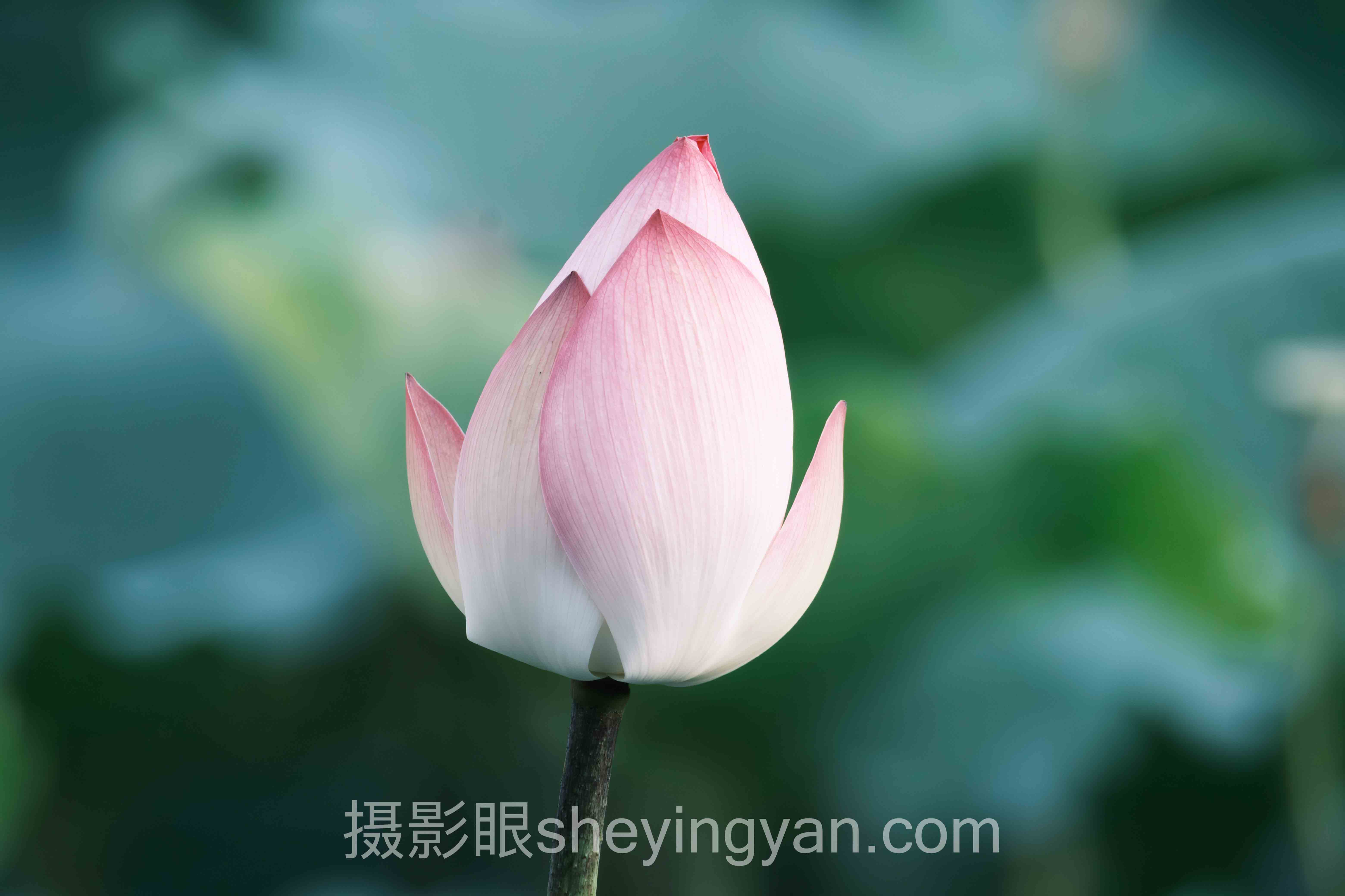 专家深度解读：自学摄影成功案例的机遇与挑战