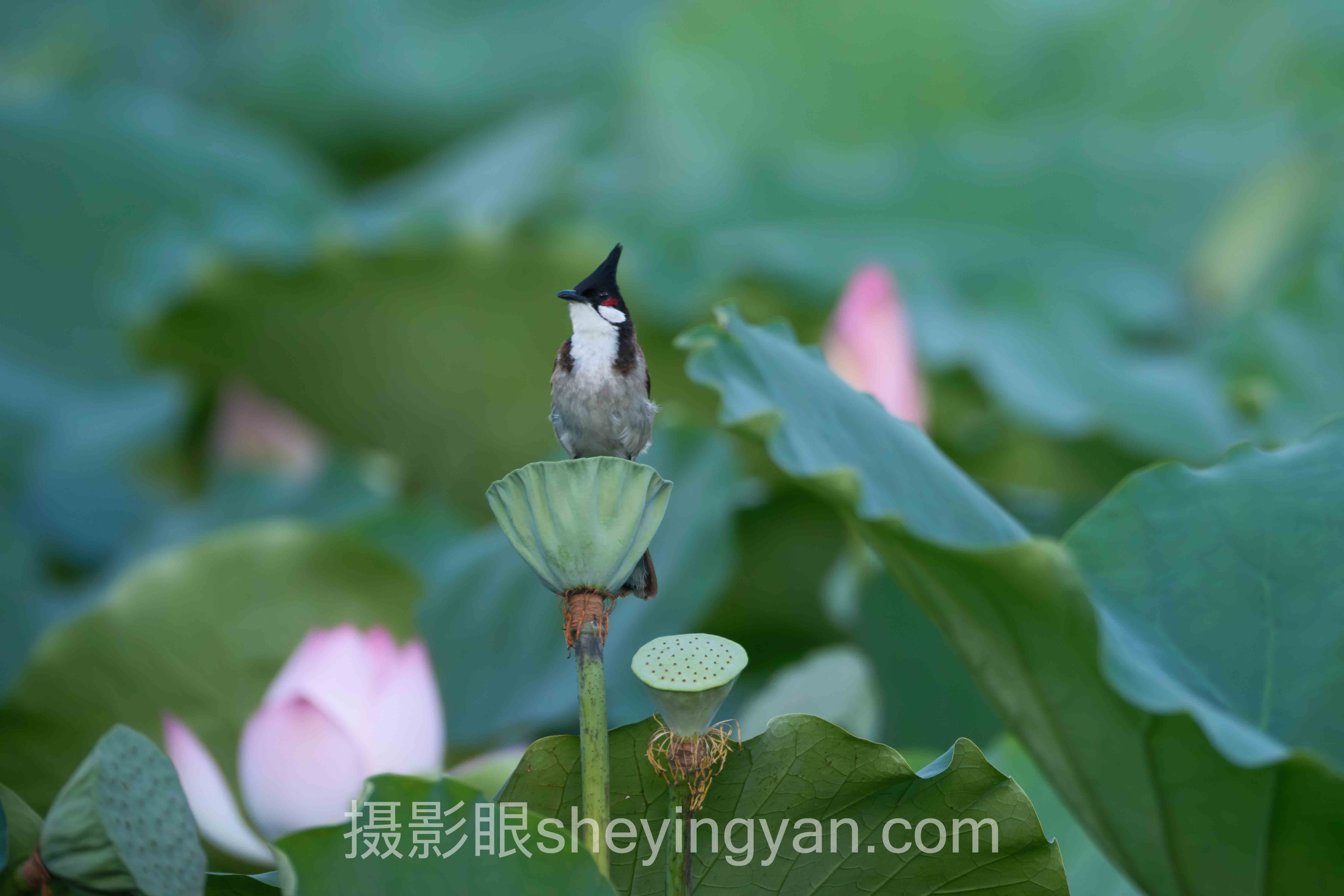 照片点评app下载避坑指南：12个关键要点全梳理