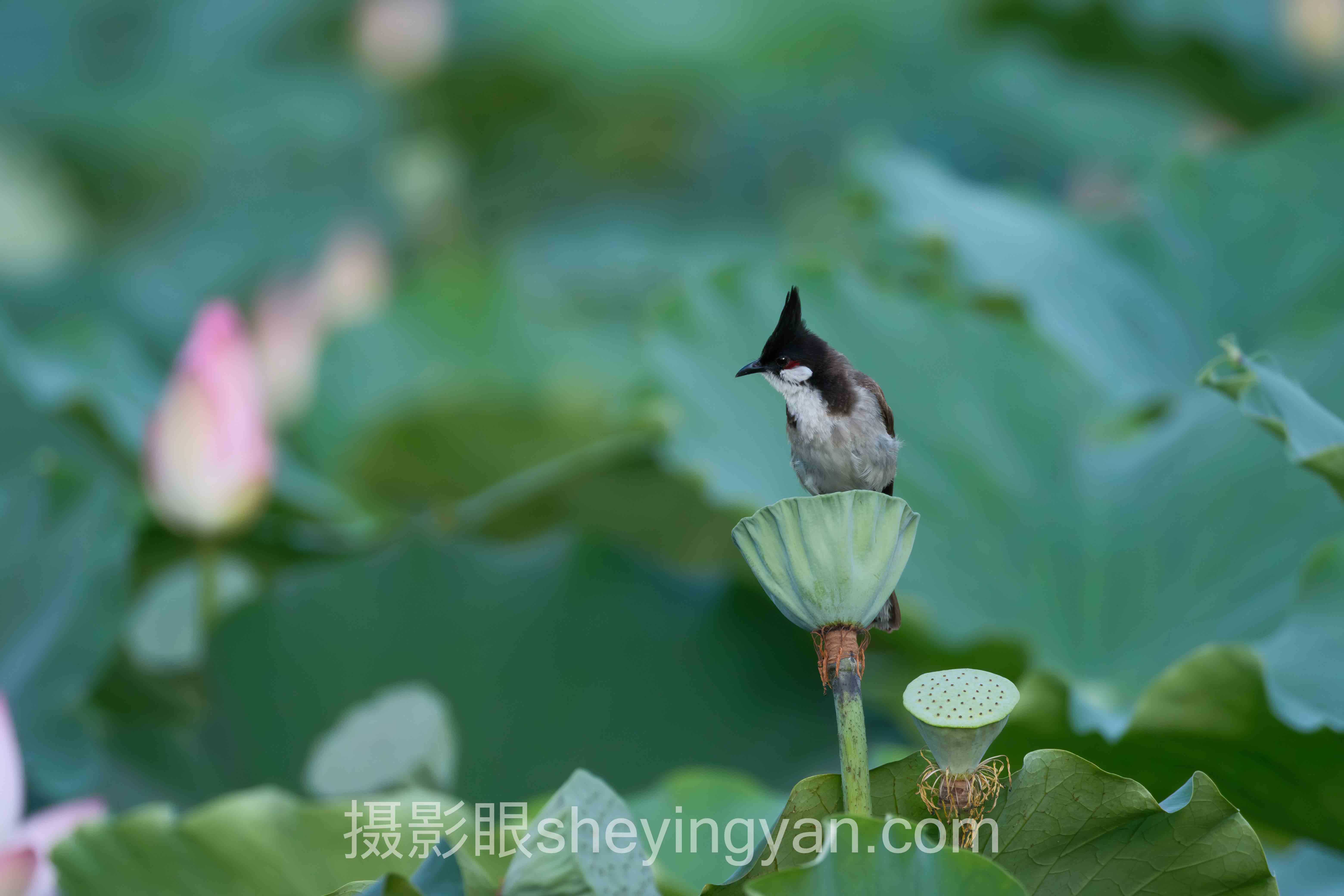 照片点评主流方案横向对比：AI评分还是人工点评更适合你？