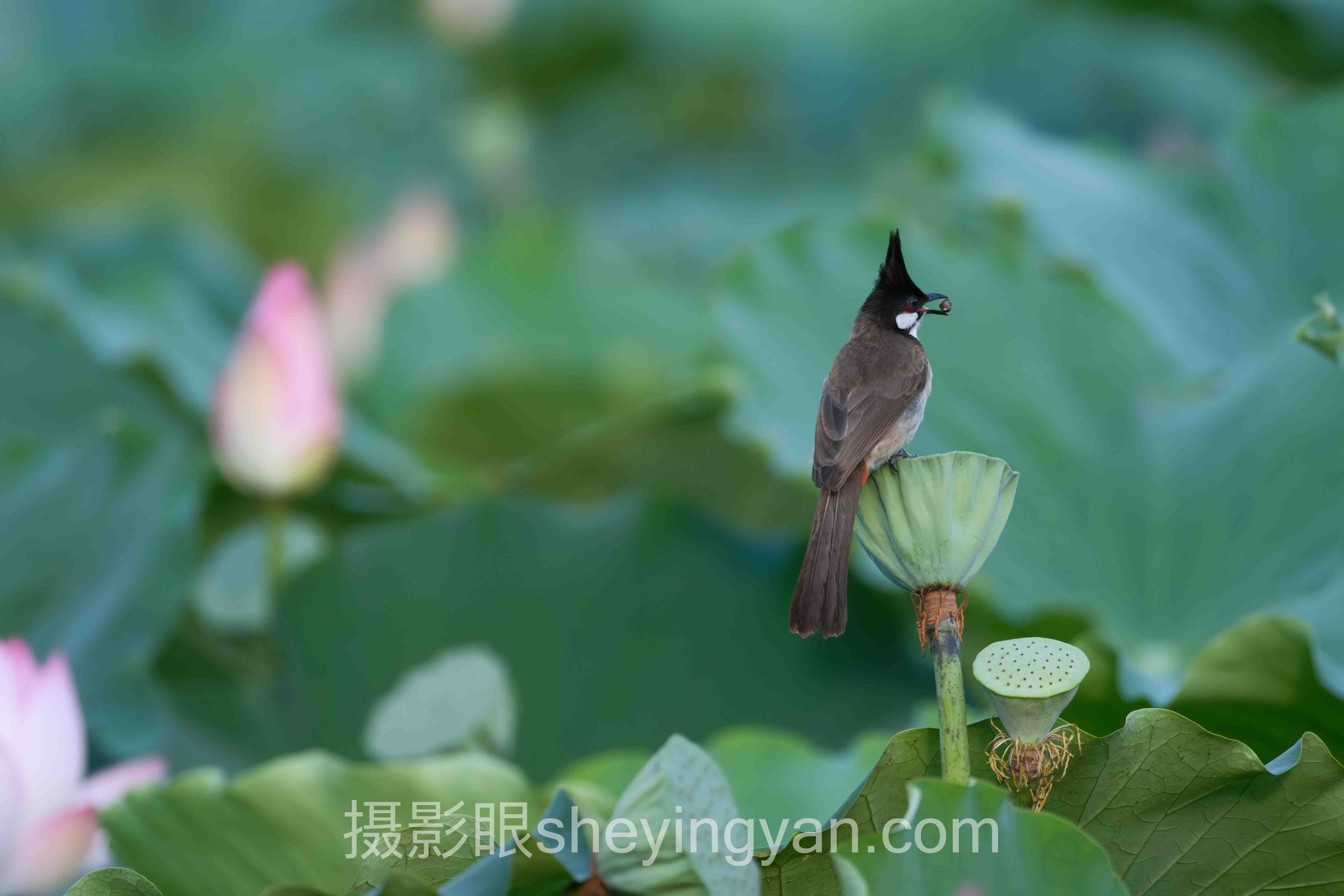 摄影眼官网sheyingyan.com怎么样避坑指南：8个关键要点全梳理