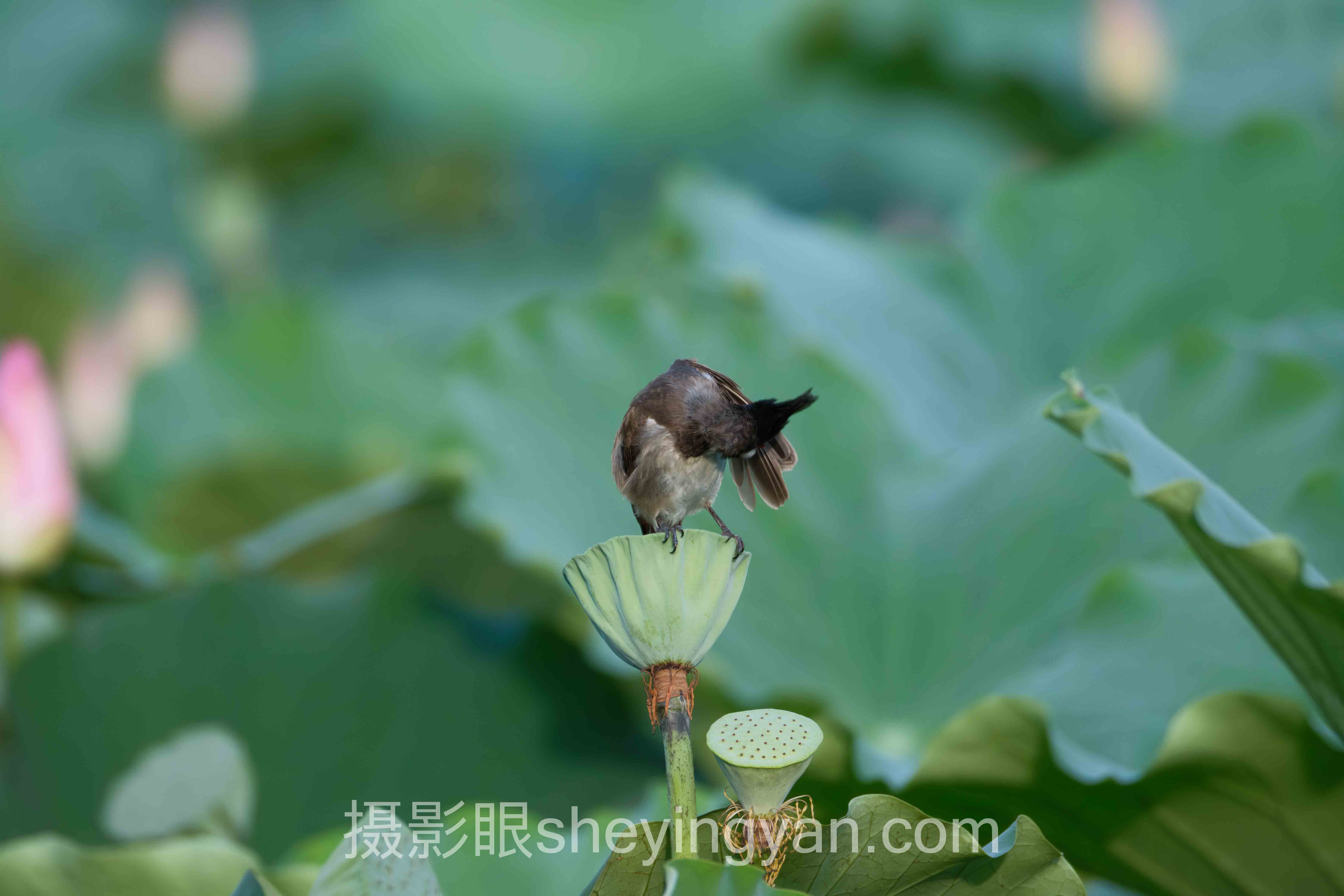 艺术照片点评标准：专业视角 vs 个人感受，谁更胜一筹？