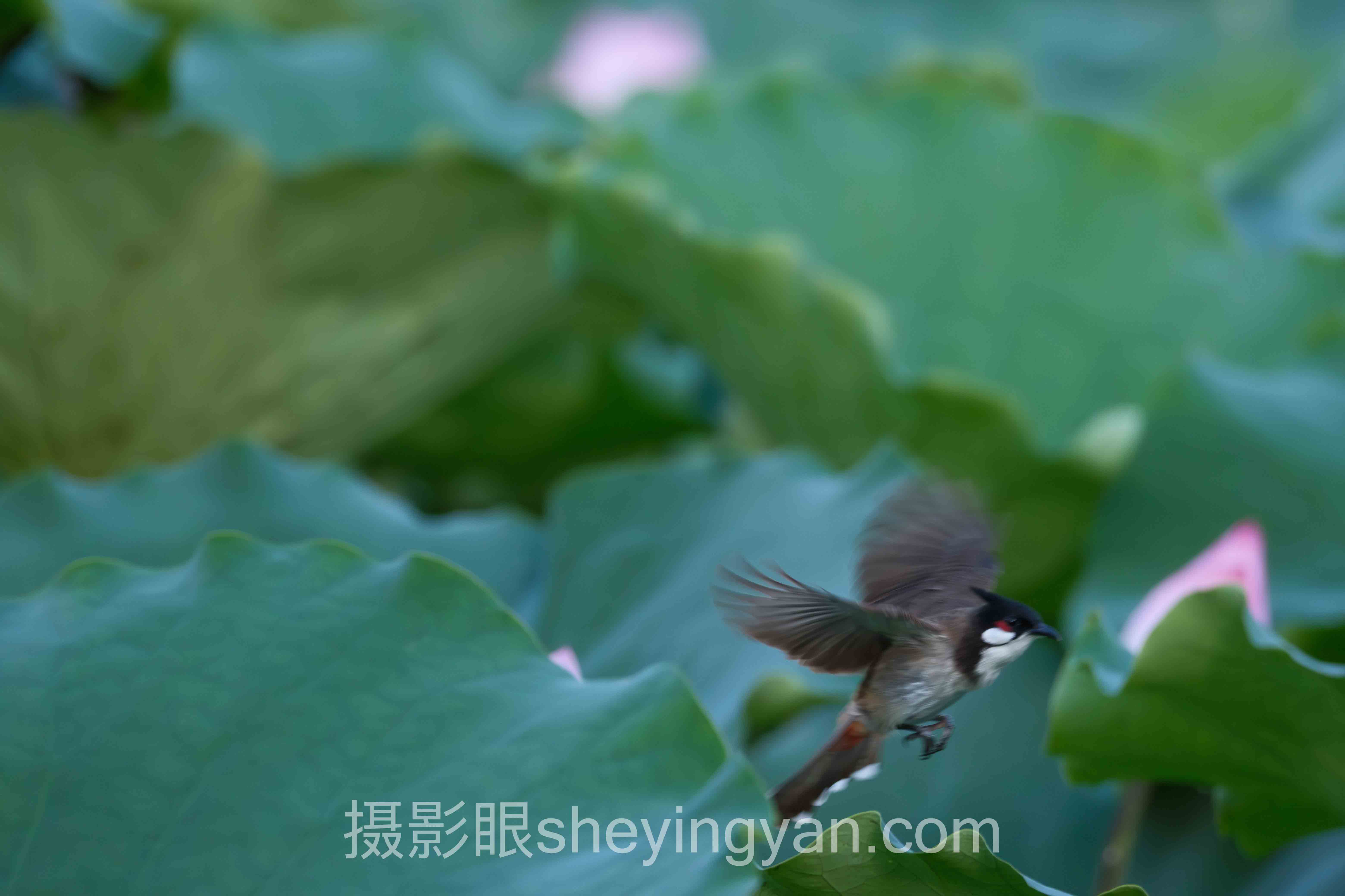专家深度解读：培养摄影眼让摄影技术突飞猛进的机遇与挑战
