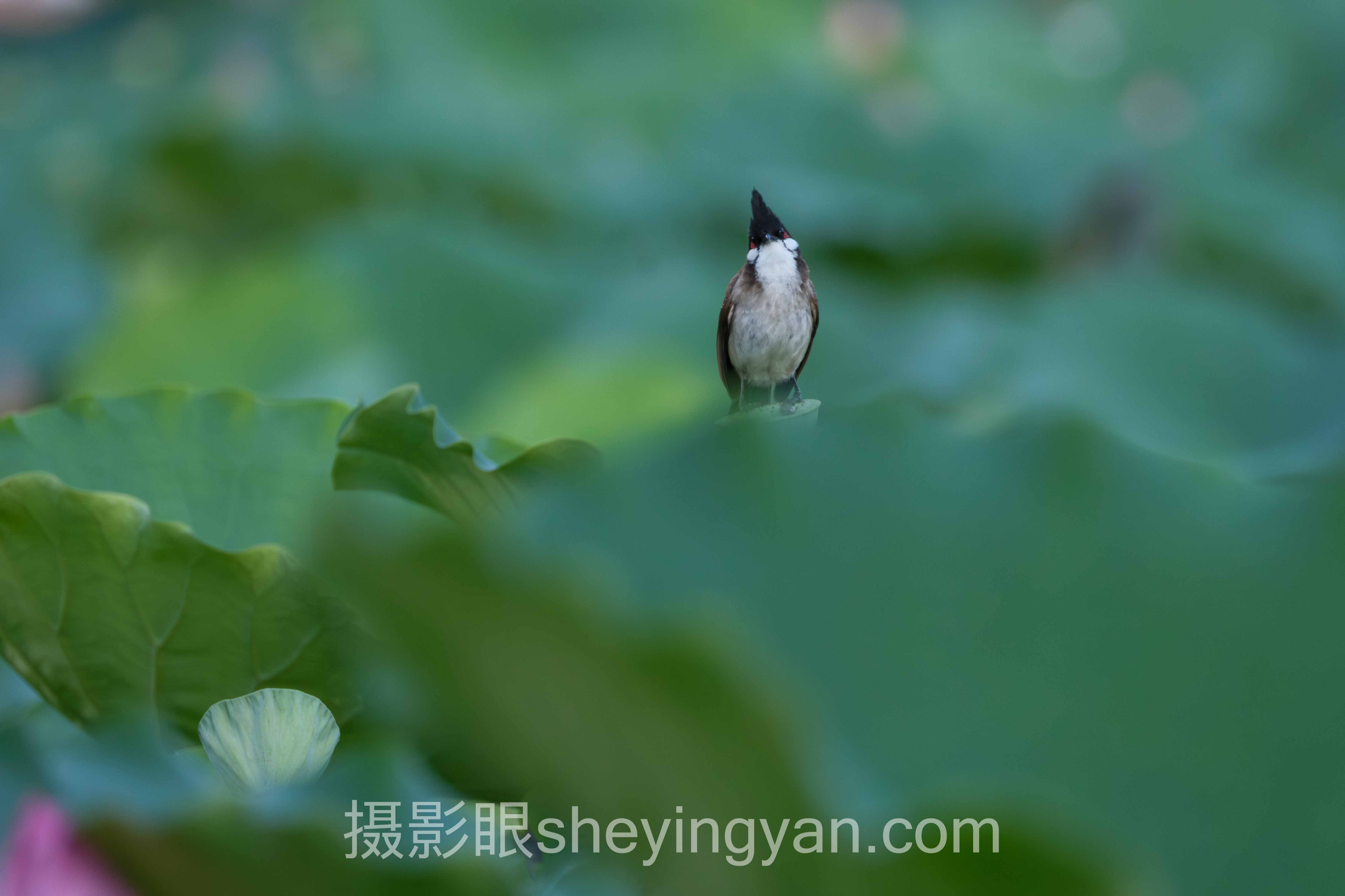 照片点评平台评价完整指南：从看懂分数到拍出好片的7个步骤