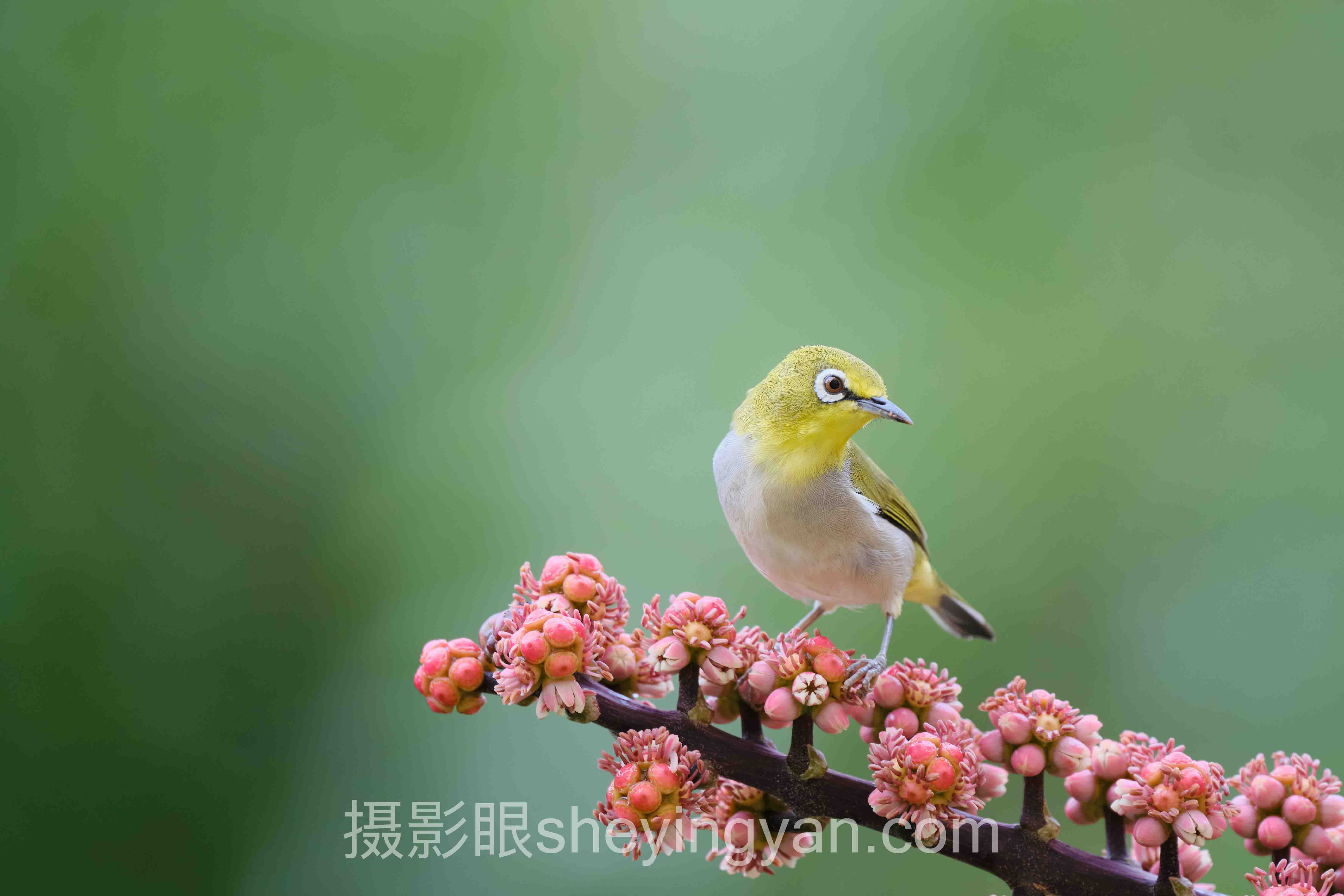 照片点评app下载避坑指南：12个关键要点全梳理
