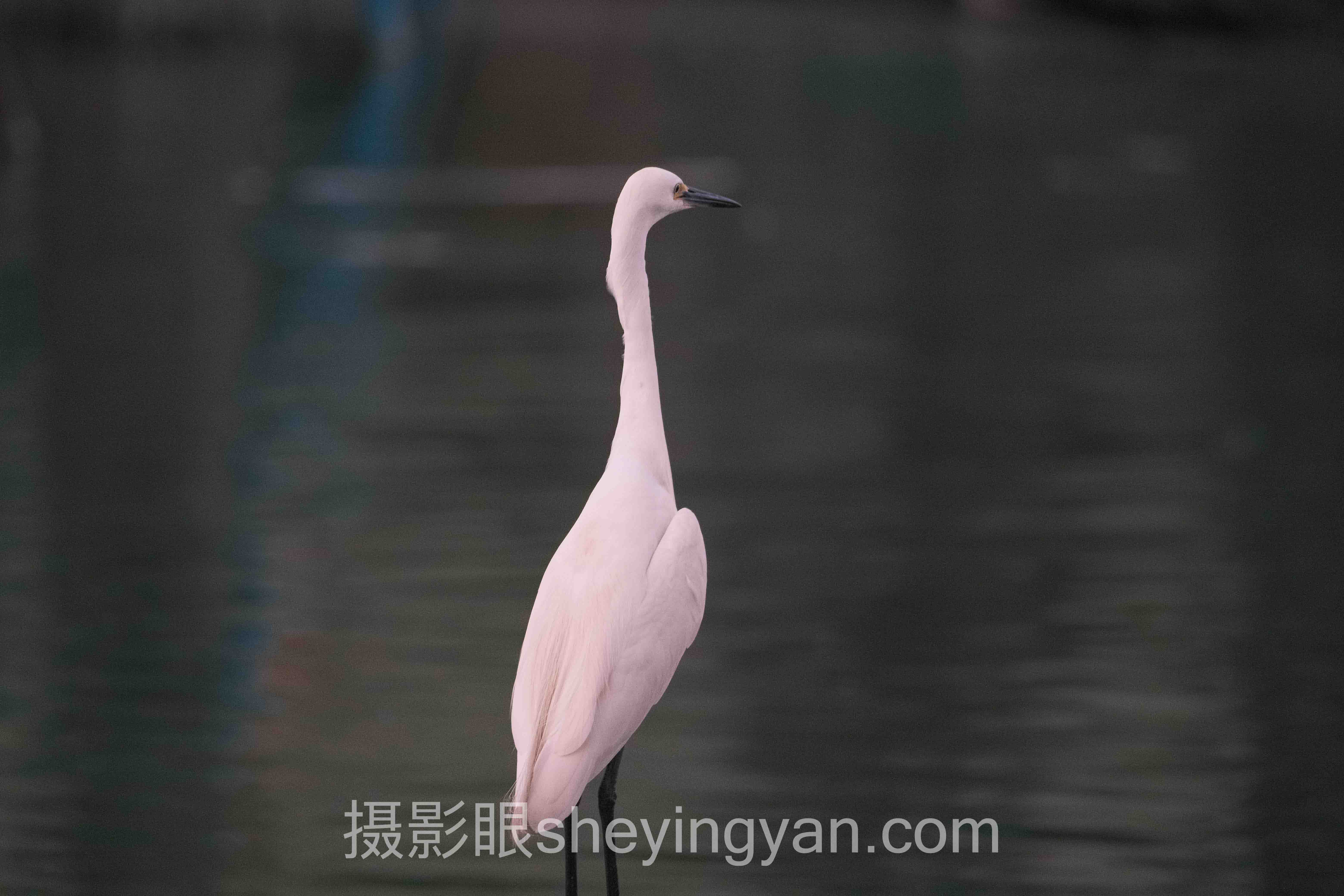 数据说话：摄影进步作品对比的最新发展现状