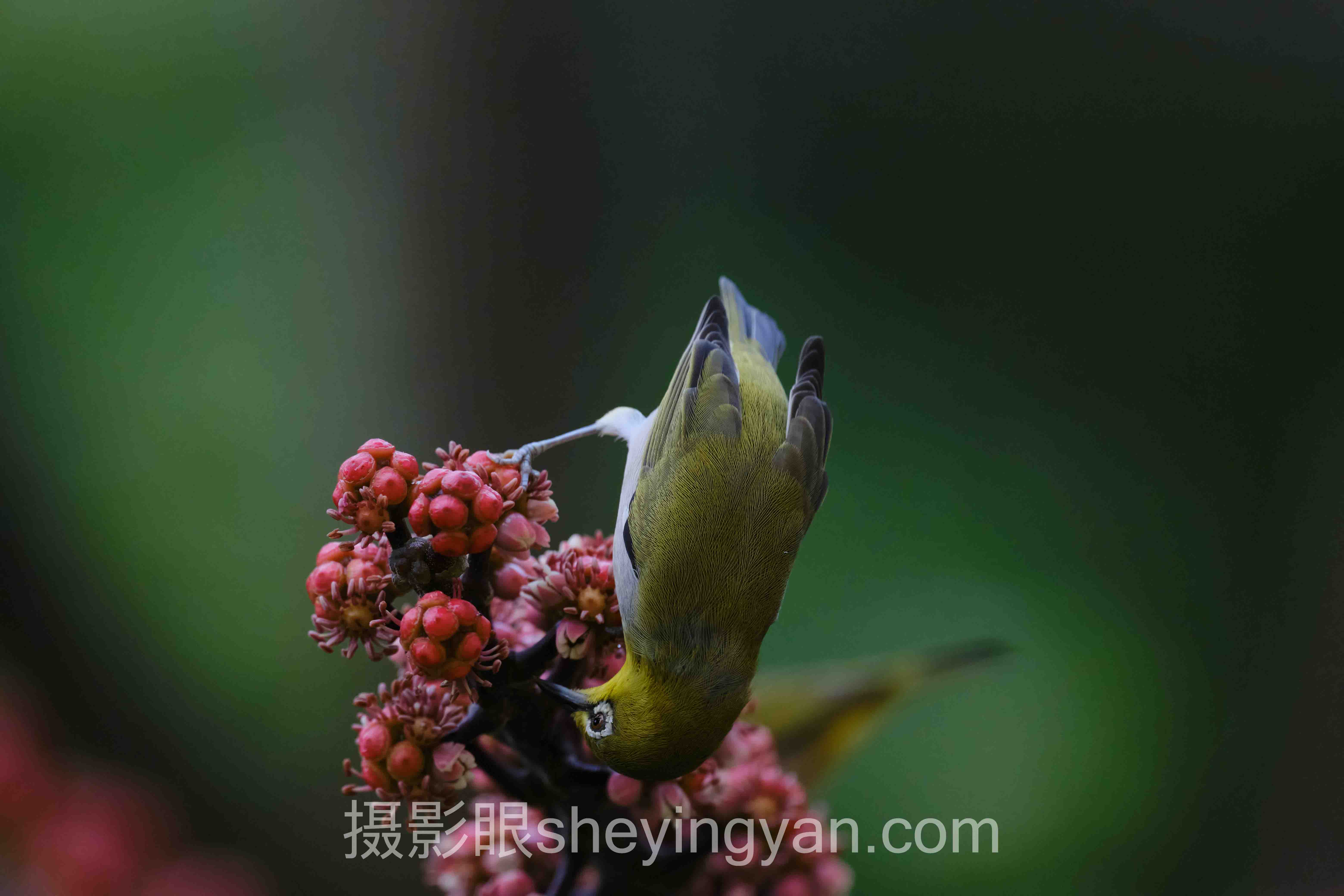 摄影眼入门技巧全问答：照片点评与AI照片评分一次讲透