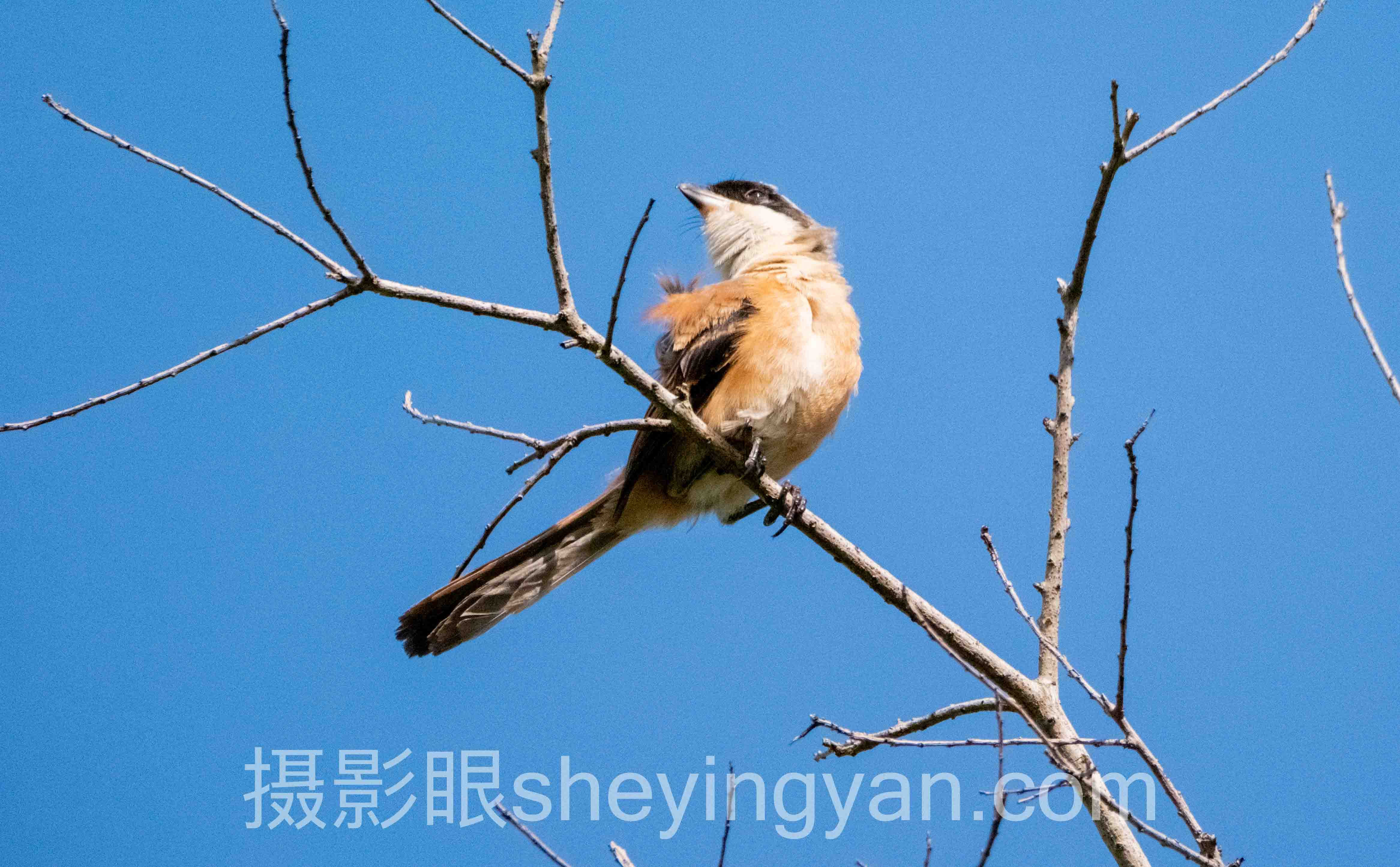 选街拍摄影眼不踩坑：5大维度对比指南