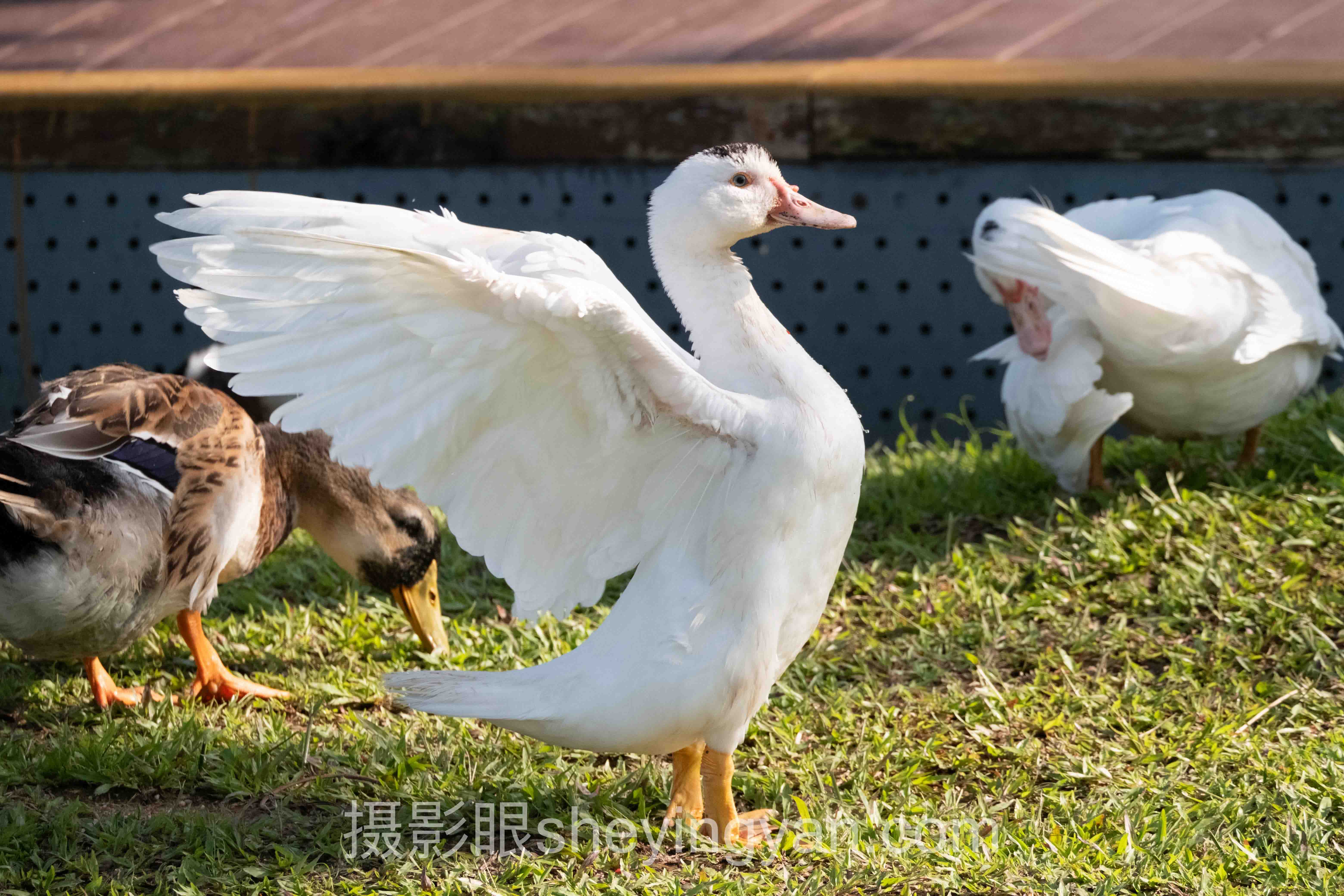 摄影眼网址sheyingyan.com对比