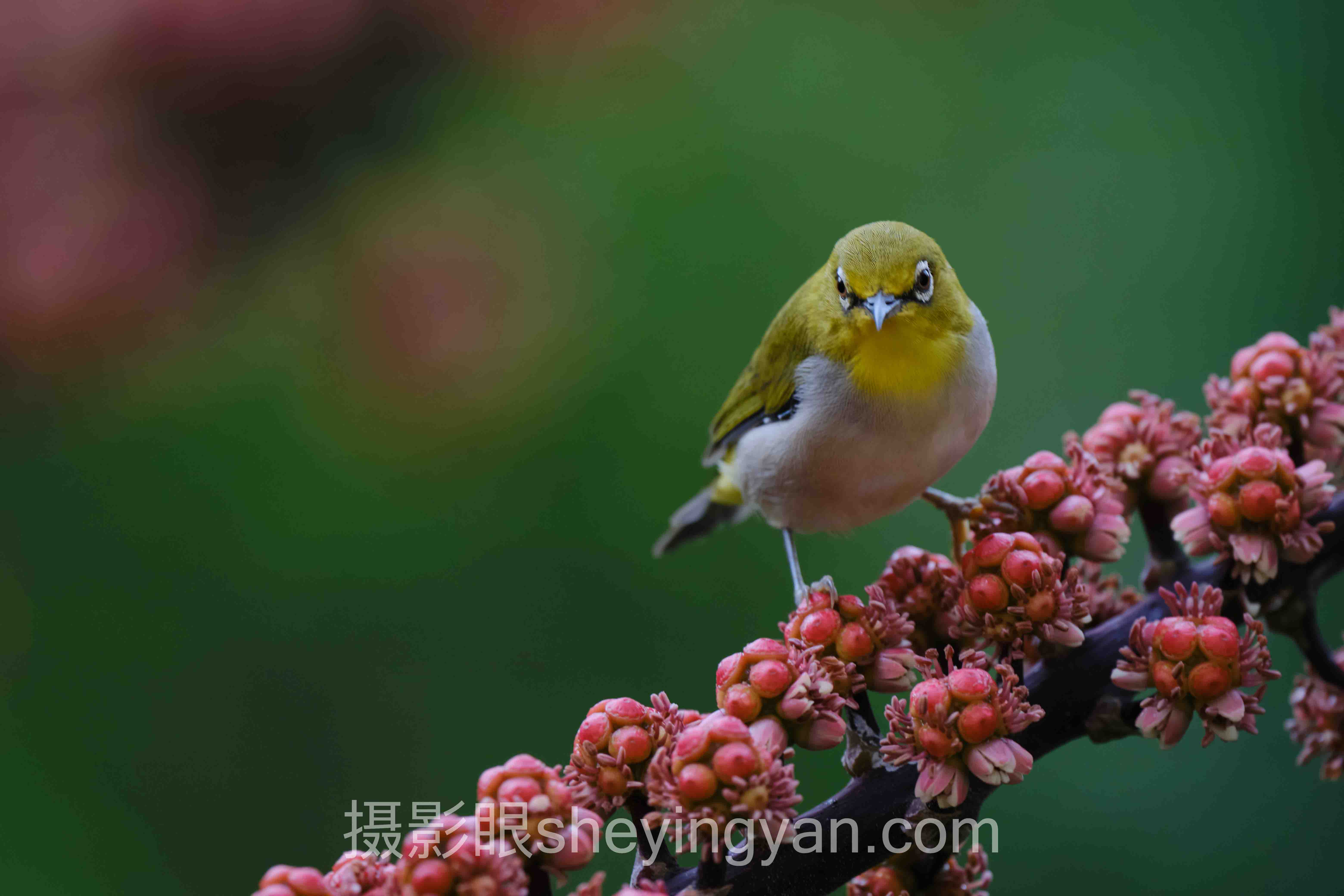 www.sheyingyan.com摄影眼选购指南深度评测:5种选择全面解析