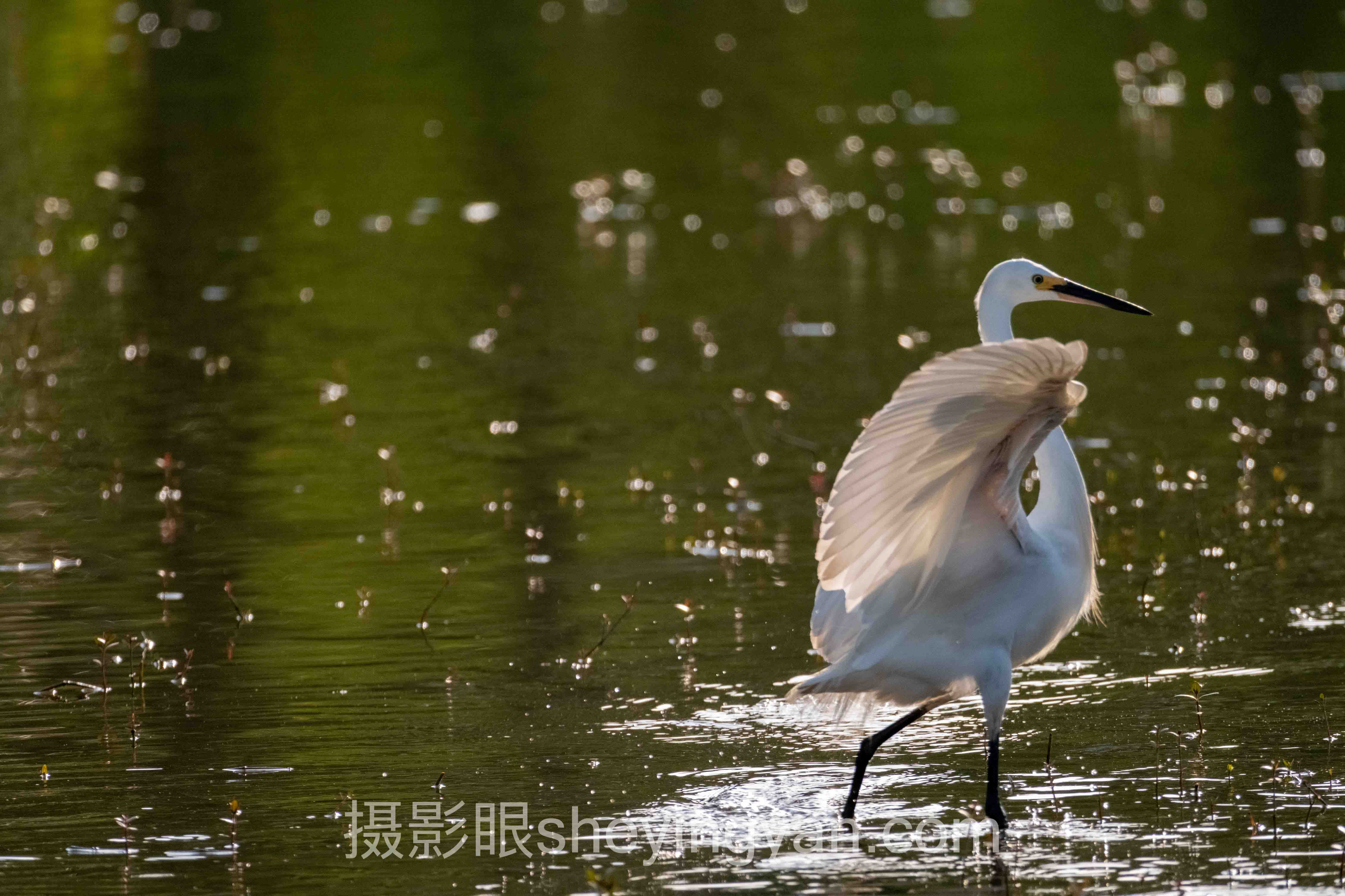 摄影知识分享价格多少完整指南：从入门到精通的6个步骤